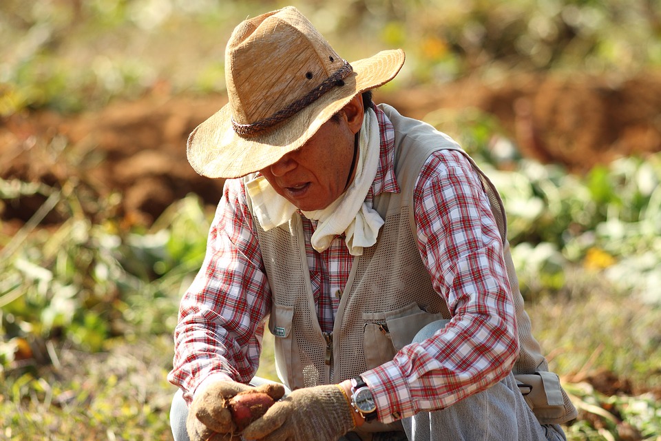 El sector no agrícola de EEUU podrá reclutar más trabajadores guatemaltecos telocuentonews