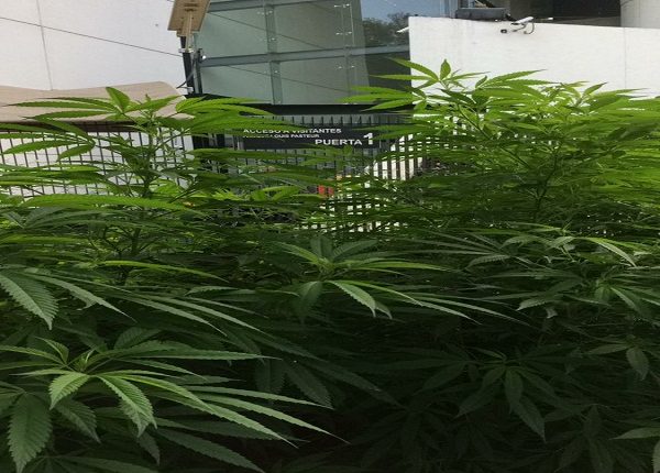 Maryland y Missouri aprueban legalizar la marihuana