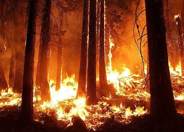 Aumenta a 13 la cifra de muertos por ola de incendios forestales en Chile