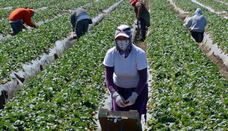 Nuevo estudio revela beneficios de recibir a más trabajadores inmigrantes en EEUU
