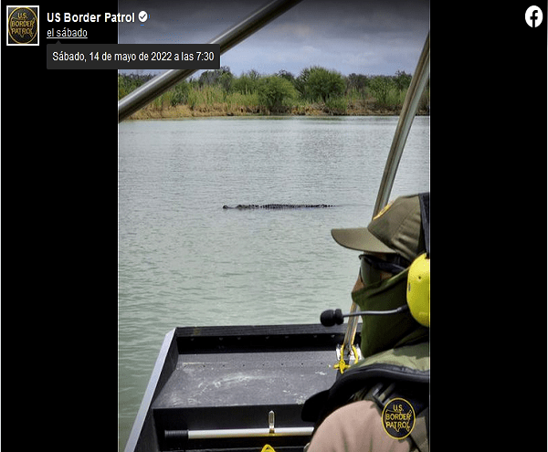 Avistan gran cocodrilo en el Río Bravo, todo apunta que se usaría para ahuyentar migrantes