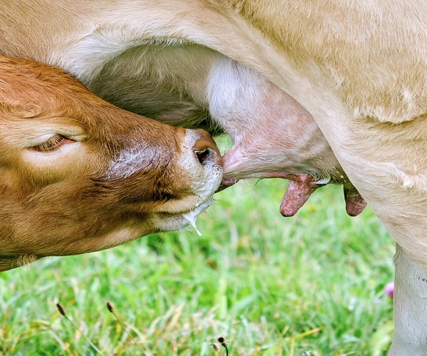 Clonan con éxito 3 “supervacas” en China capaces de producir excesiva cantidad de leche