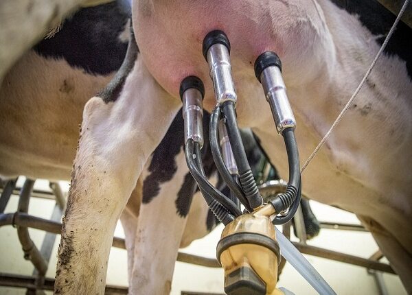 Clonan con éxito 3 “supervacas” en China capaces de producir excesiva cantidad de leche