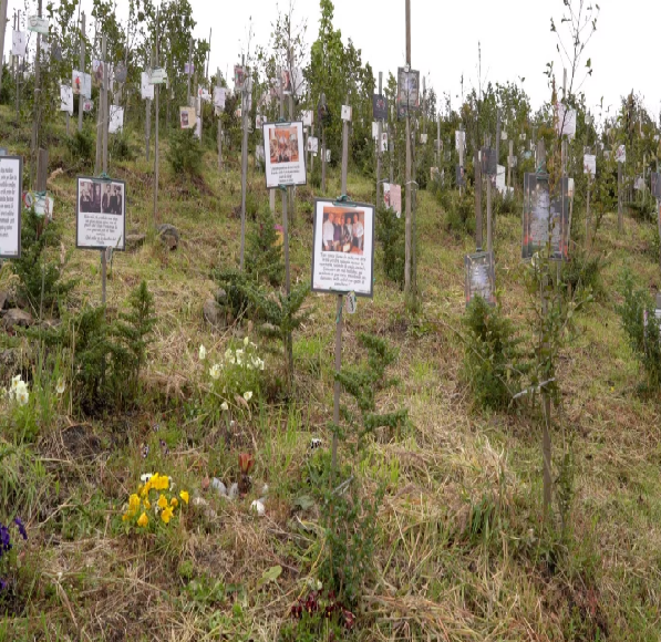 En un páramo en Colombia, las cenizas de víctimas de COVID dan vida a nuevos árboles