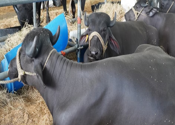 Venezuela en uno de los principales criadores de búfalo de América?