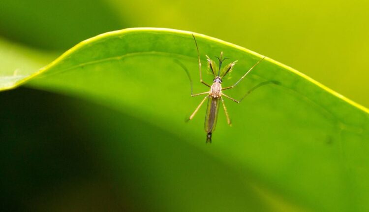El cambio climático empuja el dengue hacia Europa y Sudamérica
