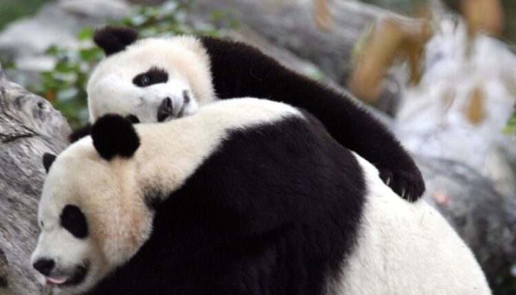 Los pandas de Washington reciben una calurosa despedida antes de volver a China