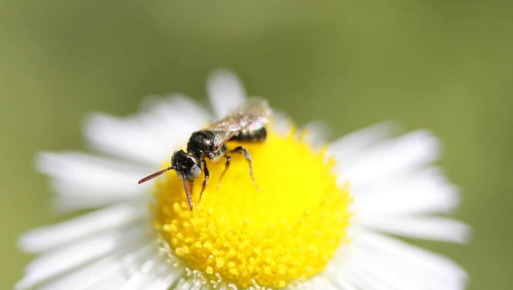 Zoológico de Kansas City invita a residentes a participar en competencia mundial de vida silvestre