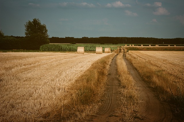 Ucrania espera una escasez significativa de capacidad de almacenamiento de granos