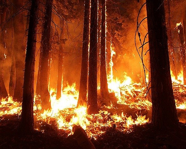 Aumenta a 13 la cifra de muertos por ola de incendios forestales en Chile