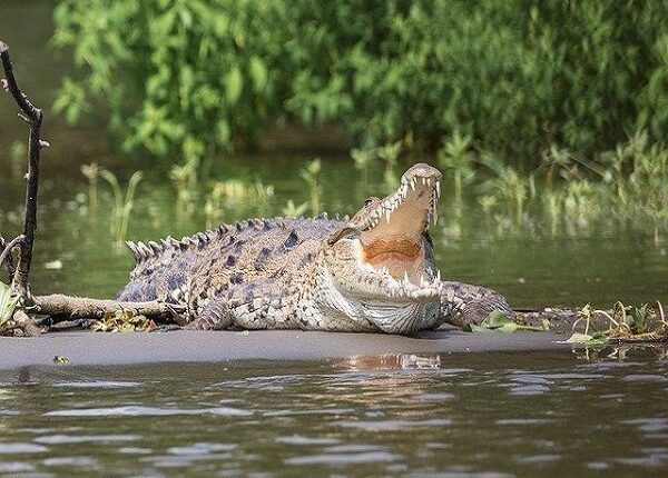 Avistan gran cocodrilo en el Río Bravo, todo apunta que se usaría para espantar migrantes