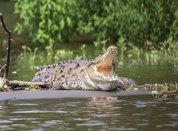 Avistan gran cocodrilo en el Río Bravo, todo apunta que se usaría para espantar migrantes