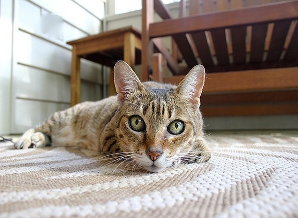 Rusia registra la primera vacuna anticovid en el mundo para animales