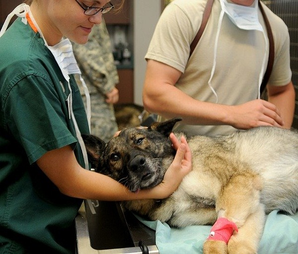 Rusia registra la primera vacuna anticovid en el mundo para animales