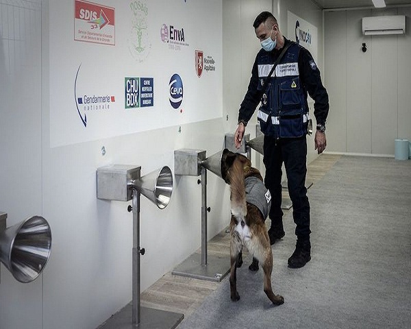 Emiratos recurren a los perros como método rápido para detectar la COVID-19