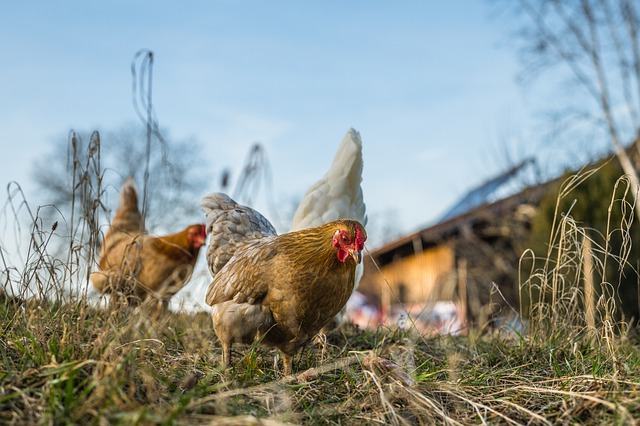 China identifica nuevo caso de gripe aviar H3N8 en humanos