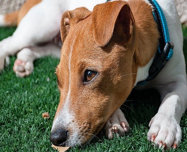 Perro contagia de coronavirus a toda una familia en la capital de México