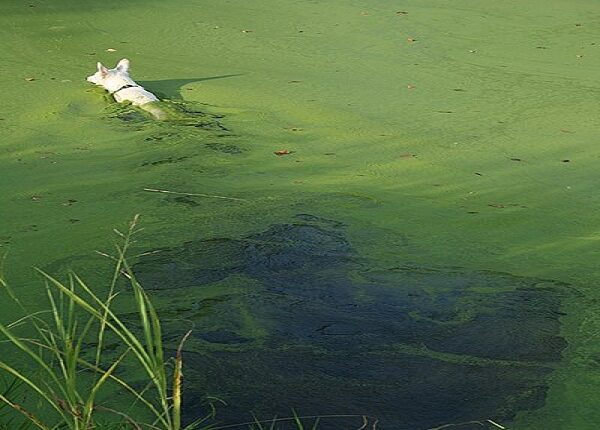 Emiten avisos de salud pública por floración de algas nocivas en lagos de Kansas