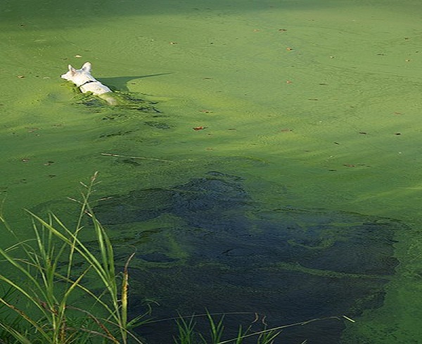 Emiten avisos de salud pública por floración de algas nocivas en lagos de Kansas