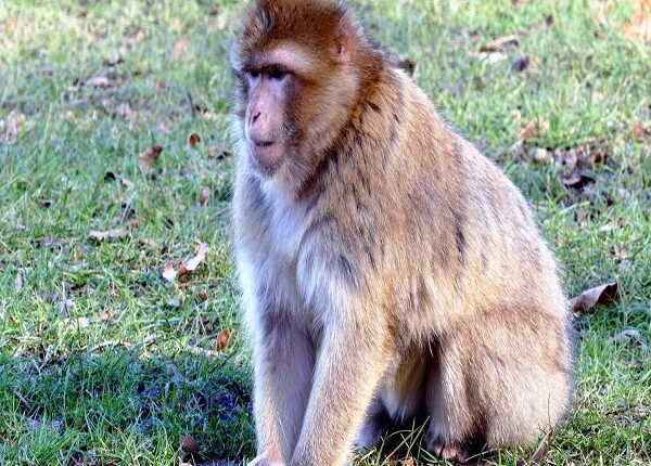 CDC investigan caso de viruela del mono confirmado en Massachusetts