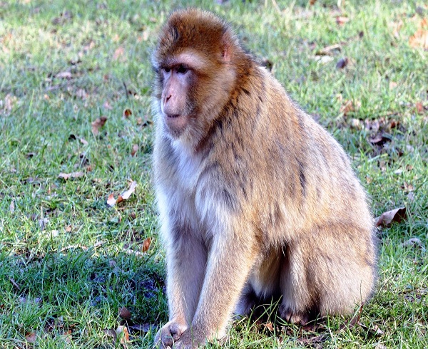 CDC investigan caso de viruela del mono confirmado en Massachusetts
