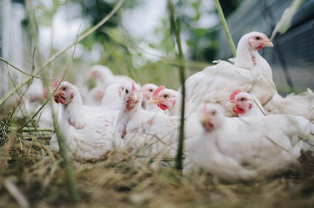 La grive aviar se ha convertido en un problema de salud pública, según la OMS