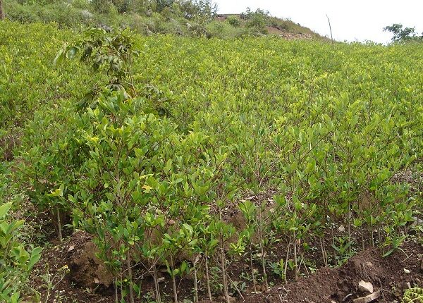 Perversas declaraciones de Petro