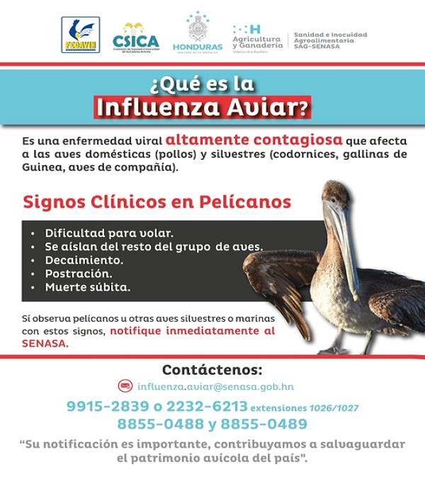Honduras declara estado de emergencia sanitaria por influenza aviar