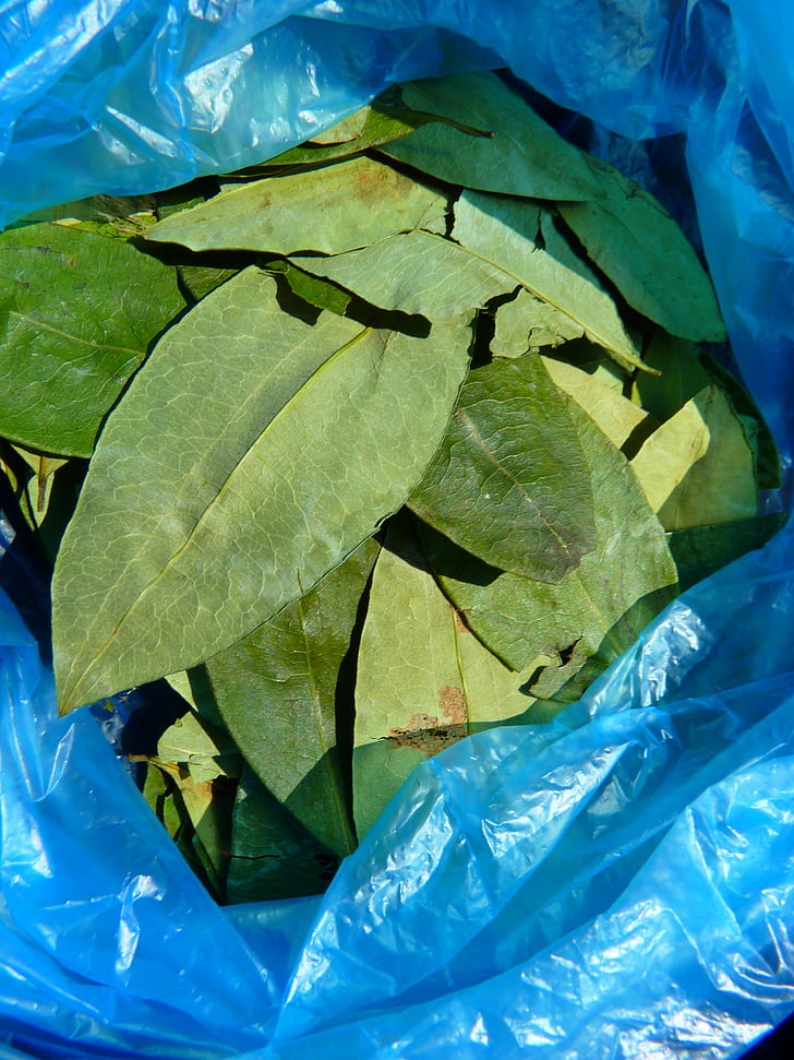 Colombia y Bolivia pedirán a ONU retirar la hoja de coca de lista de sustancias prohibidas