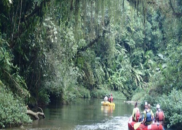 Honduras pierde áreas naturales protegidas ante avance del narcotráfico