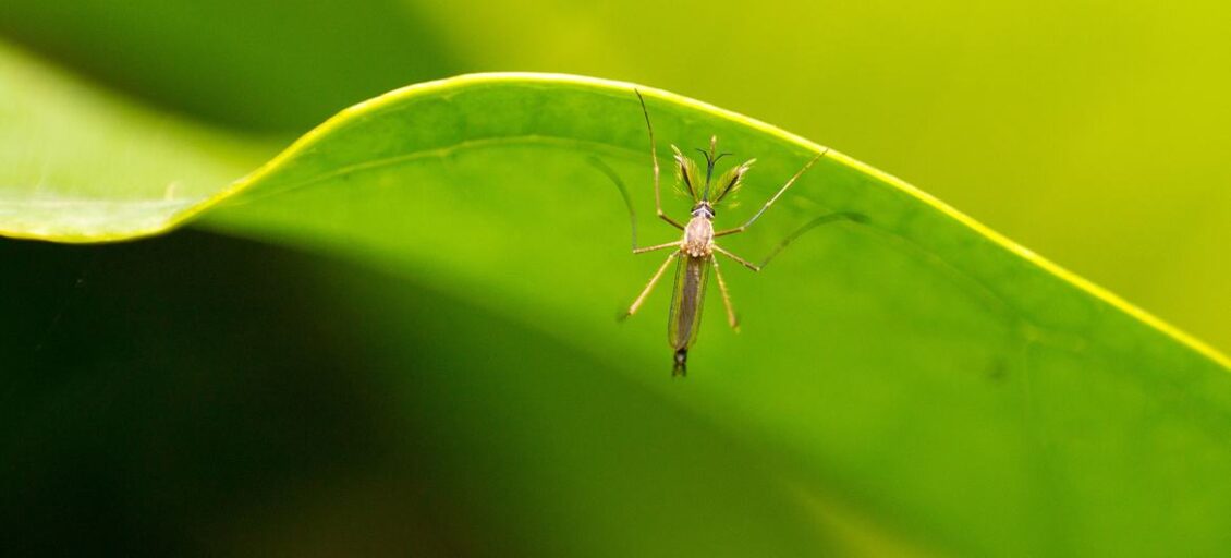 El cambio climático empuja el dengue hacia Europa y Sudamérica