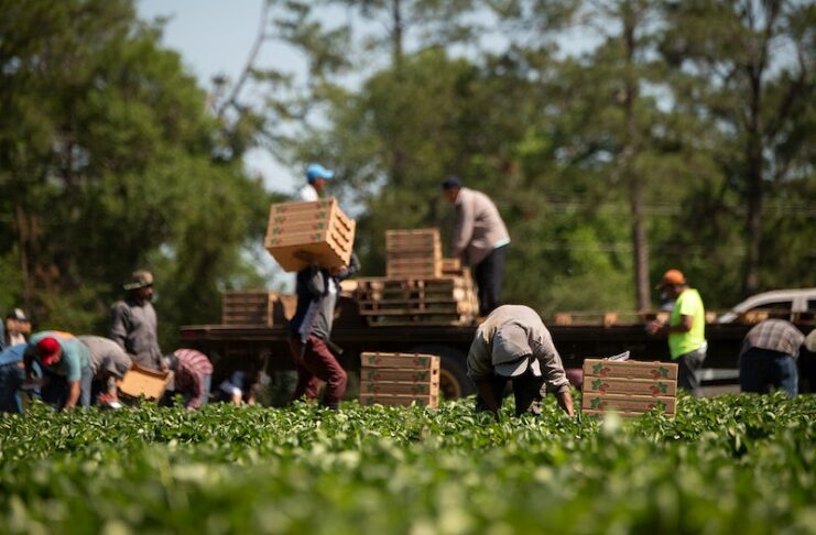 Trabajadores agrícolas temporales tendrán más protecciones legales en Estados Unidos