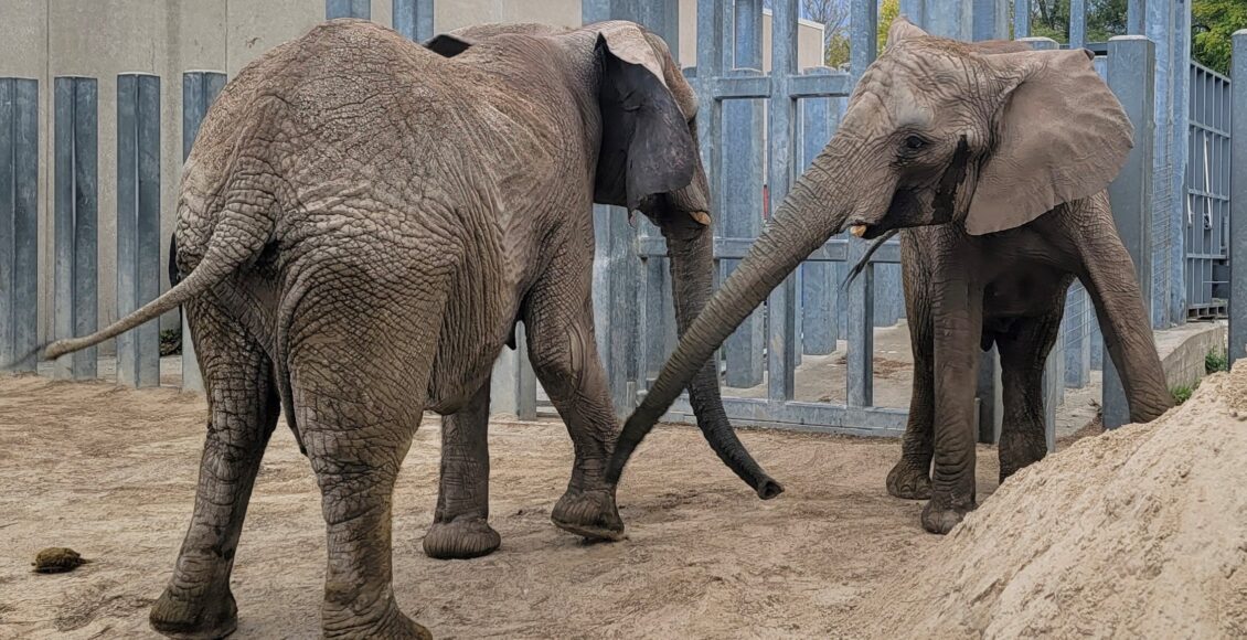 Zoológico y Acuario de Kansas City, Missouri, da la bienvenida a dos nuevos elefantes africanos