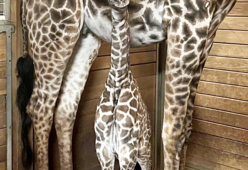 El Zoológico de Kansas City, Missouri, celebra el nacimiento de una cría de jirafa