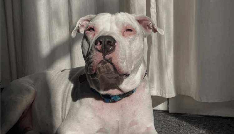 Mes de Concienciación Pitbull